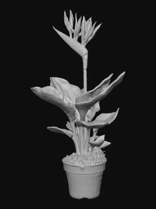 3D model for Bird of Paradise Plant in Pot