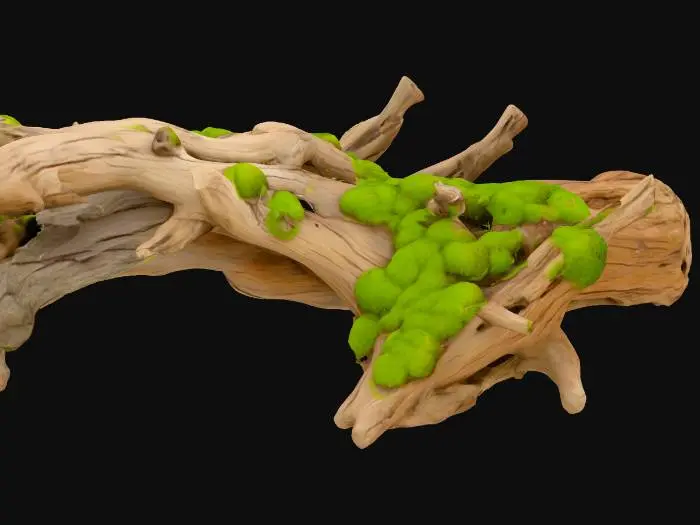 3D model for High quality, little moss, driftwood, 1 object, various shapes, webtoon style, low contrast