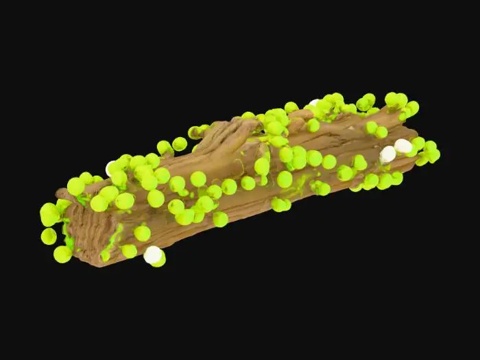 3D model for Highly detailed, some algae, a piece of driftwood, one object, various textures, minimalist webtoon style, high saturation.