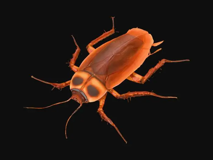 3D model for Cockroach Symphony