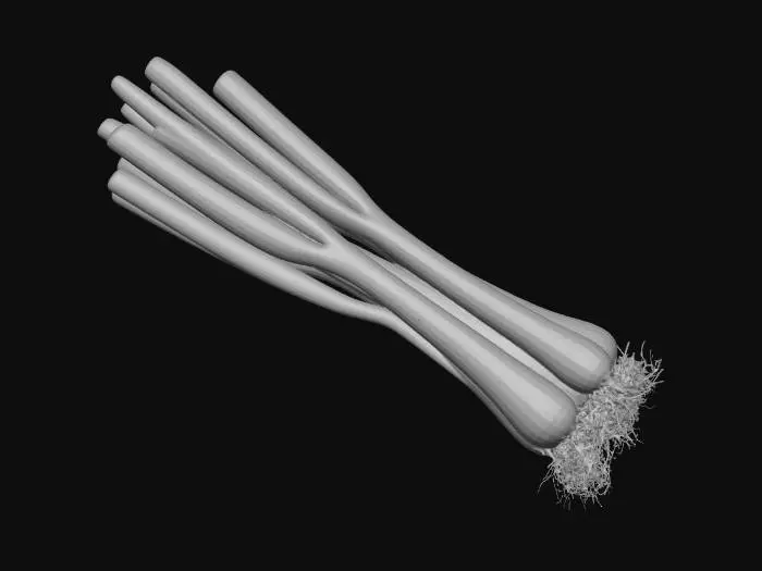 3D model for Green onion