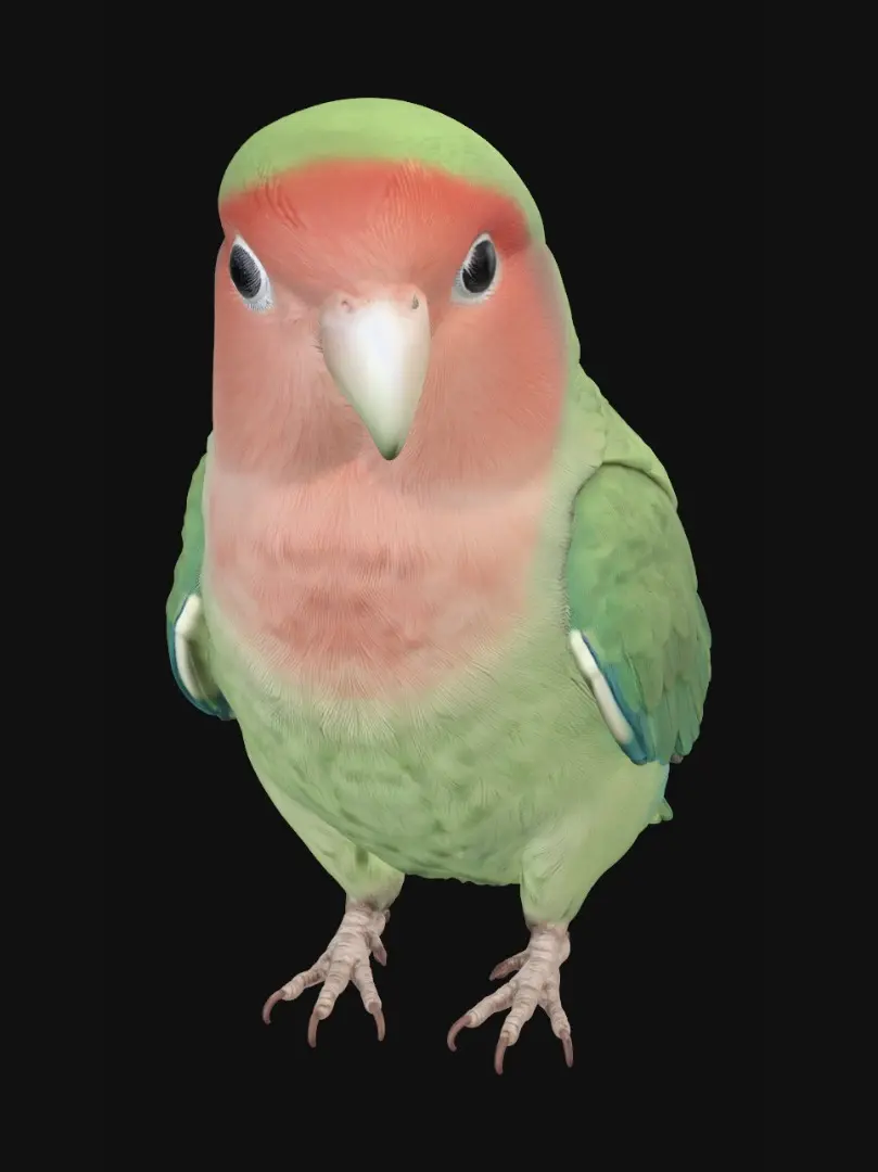 parrot