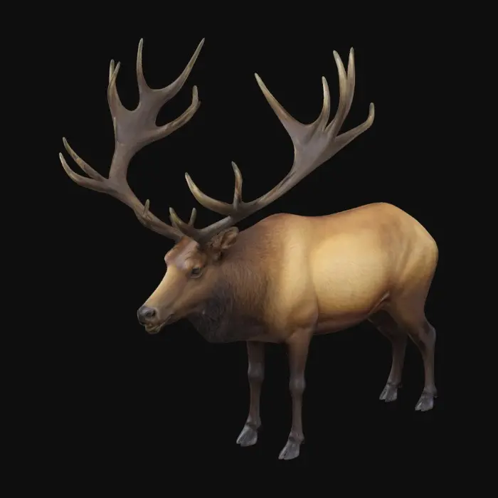 3D model for Big natural realistic looking bull elk