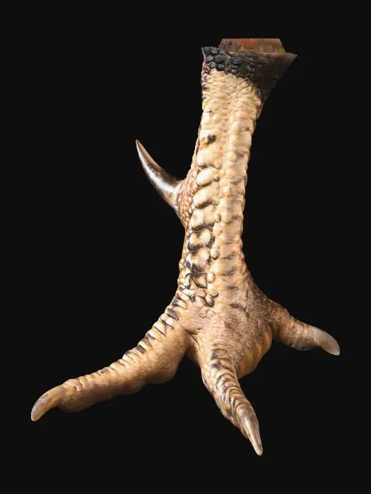 3D model for Hen's Talon