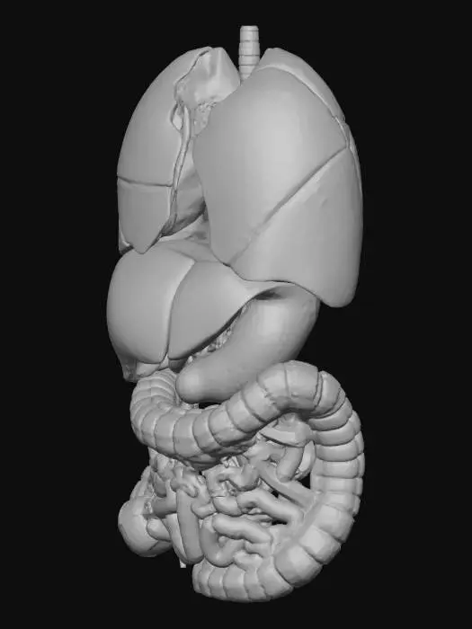 3D model for Human Digestive System Diagram
