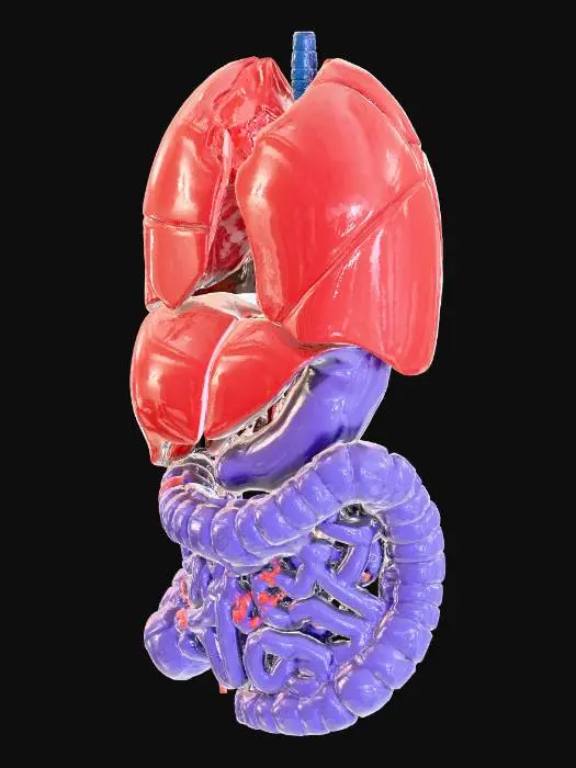 3D model for Human Digestive System Diagram