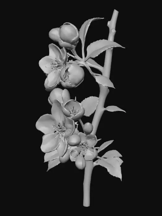 3D model for Apple Blossom Illustration