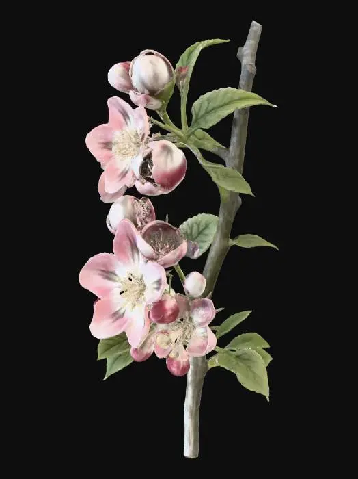3D model for Apple Blossom Illustration