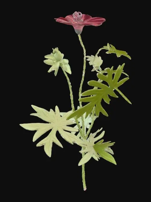 3D model for blood geranium