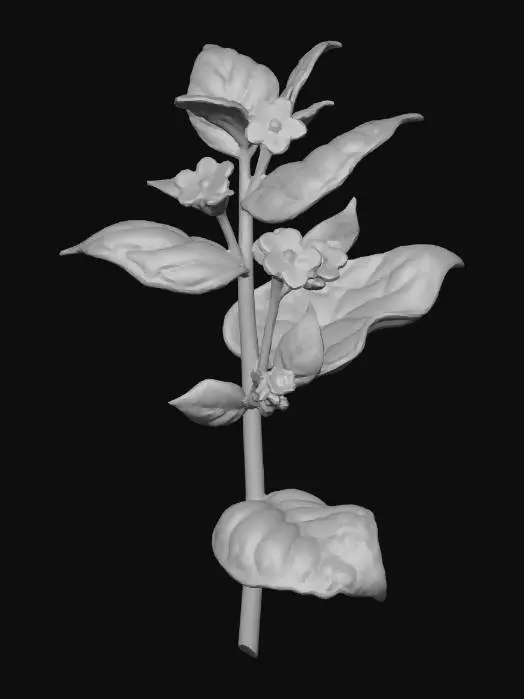 3D model for alkanet