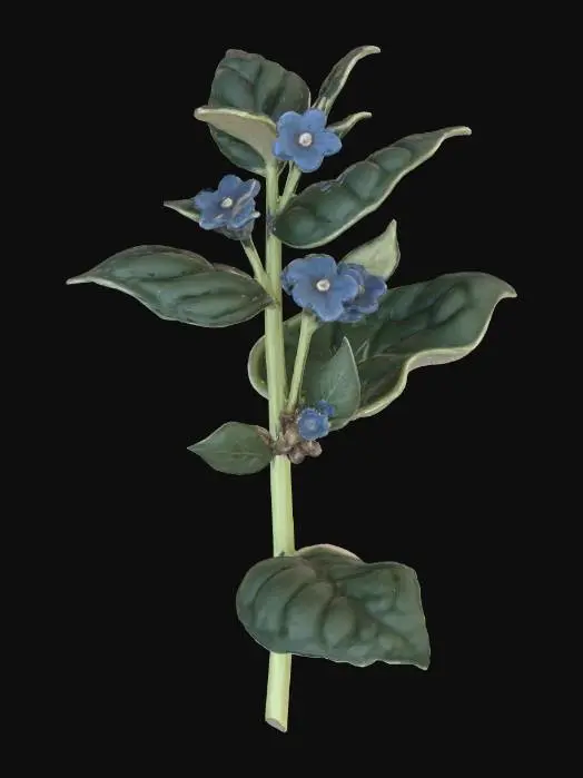 3D model for alkanet