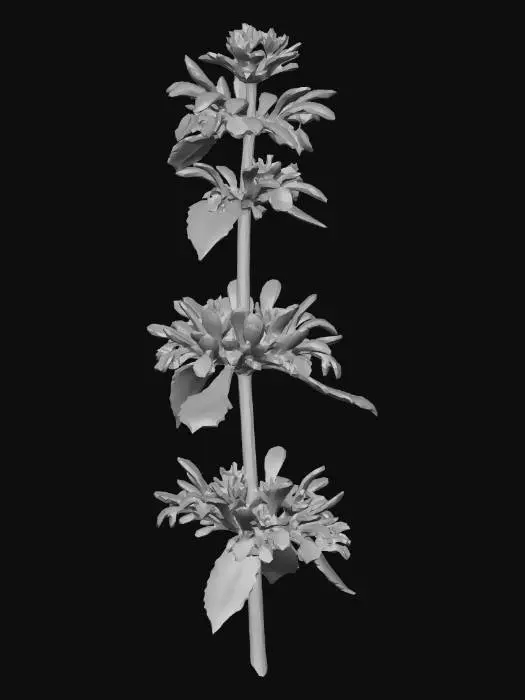 3D model for black horehound