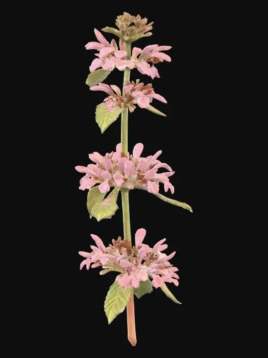 3D model for black horehound