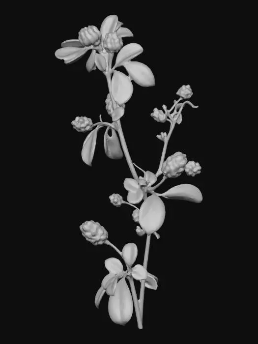 3D model for black medick