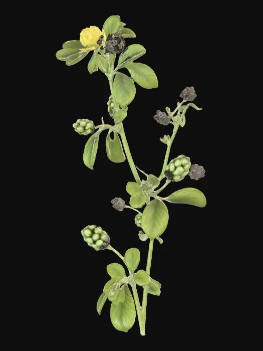 3D model for black medick