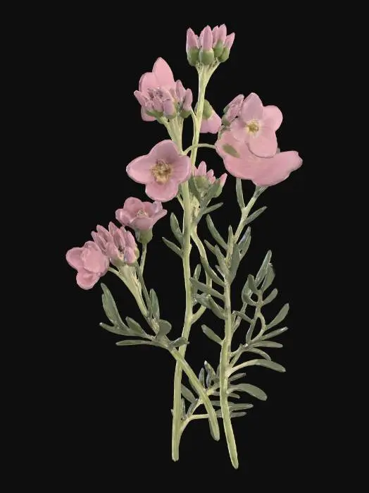 3D model for bittercress (cuckoo flower)