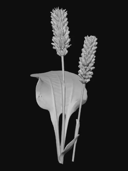 3D model for bistort