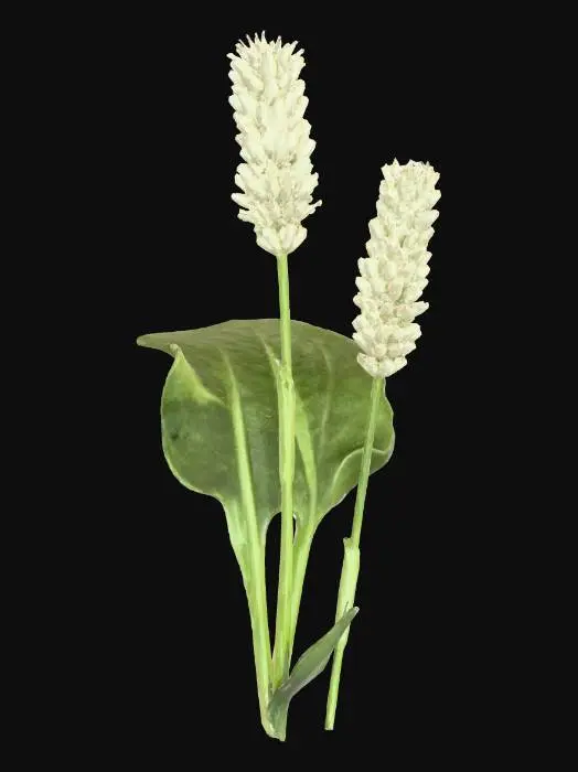 3D model for bistort