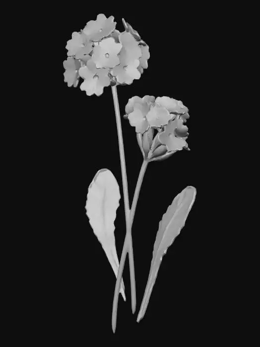 3D model for birds-eye primrose