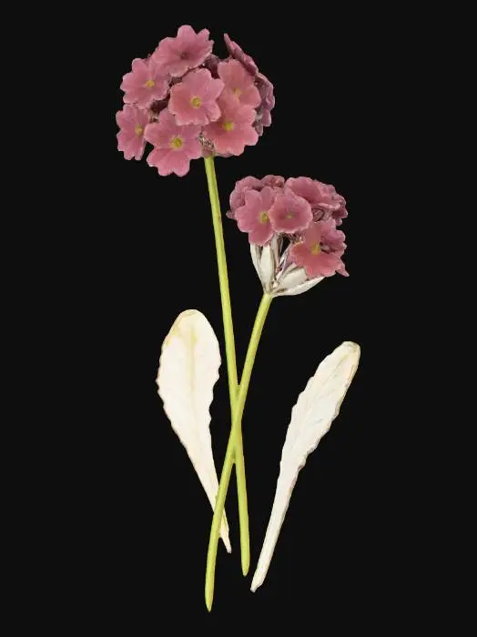 3D model for birds-eye primrose