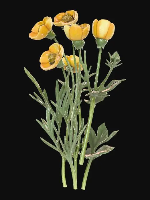3D model for Buttercup Blossoms