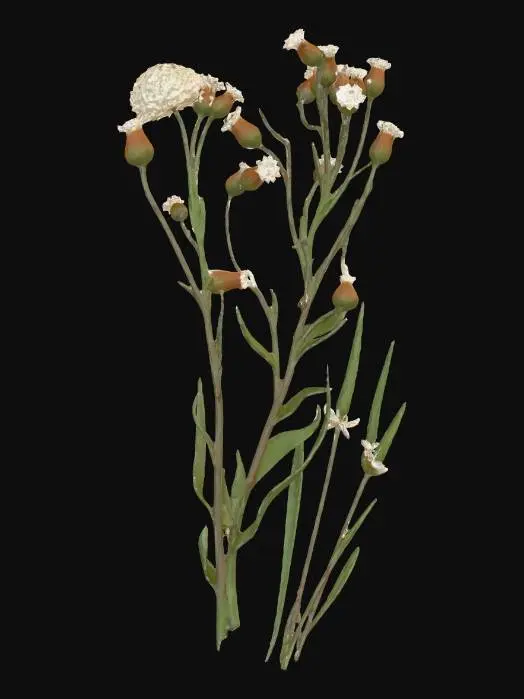 3D model for blue fleabane & mousetail