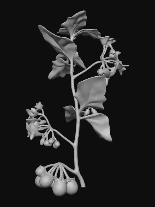 3D model for black nightshade