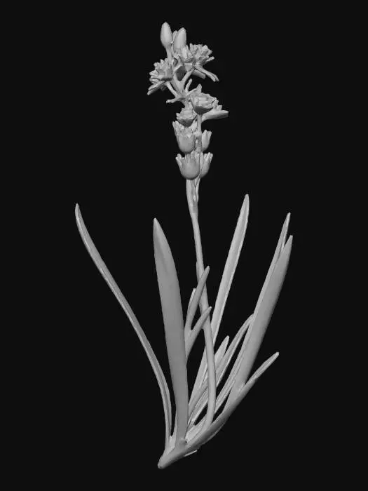 3D model for bog asphodel