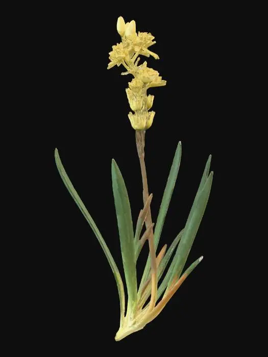 3D model for bog asphodel
