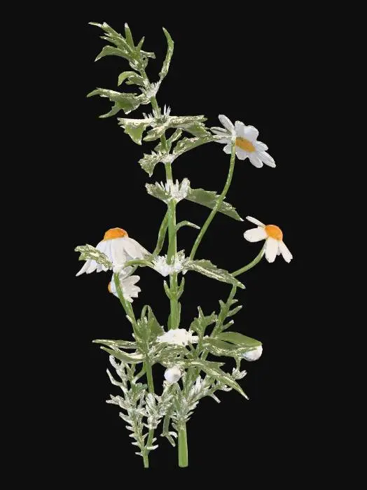 3D model for chamomile