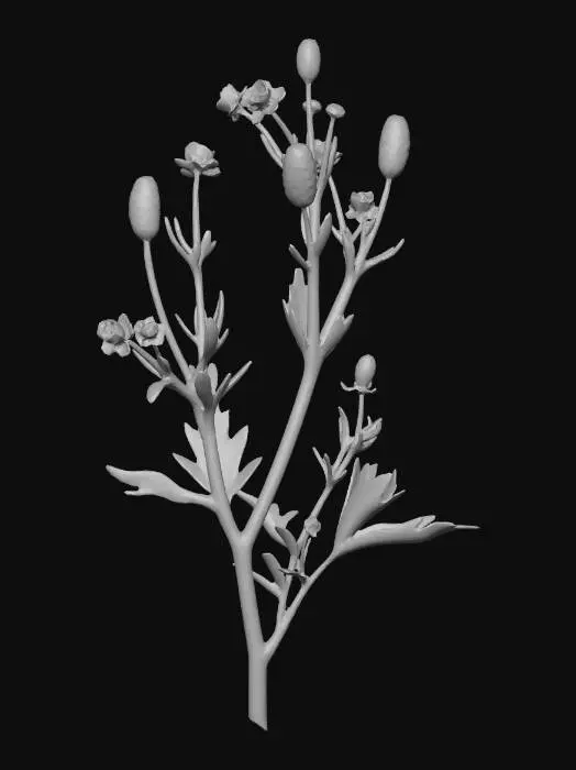 3D model for celery-leaved-crowfoot