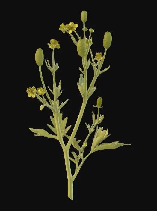 3D model for celery-leaved-crowfoot