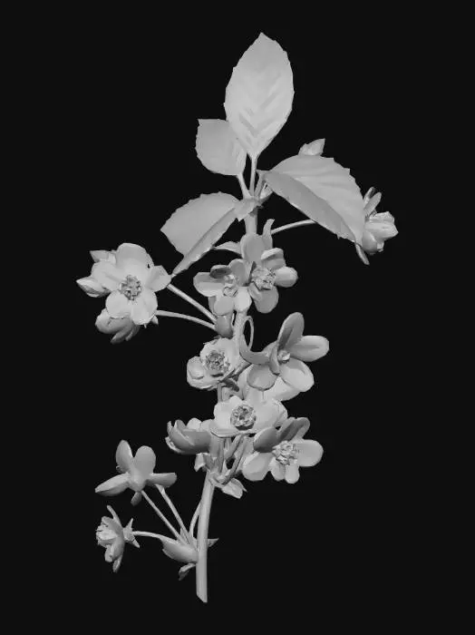 3D model for Cherry Blossoms