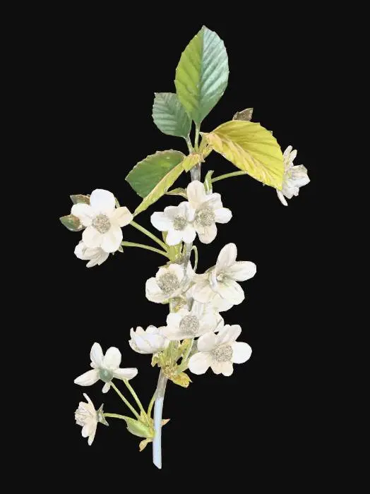 3D model for Cherry Blossoms