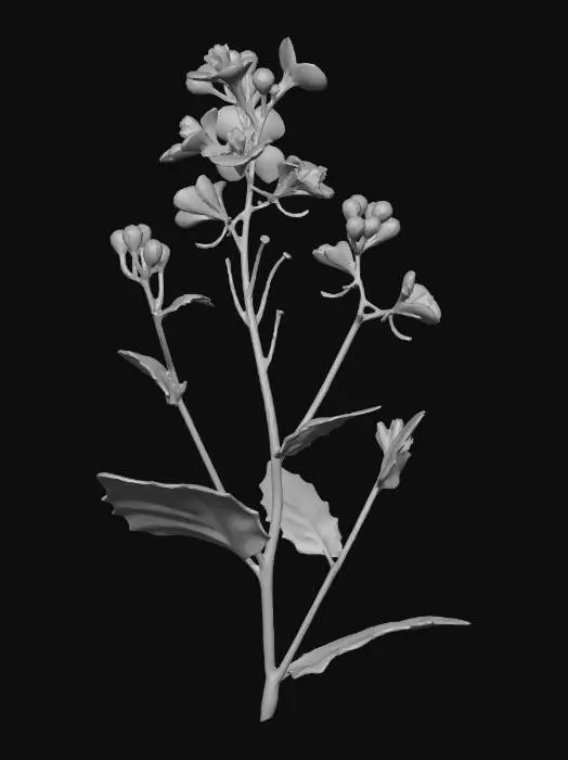 3D model for Charlock