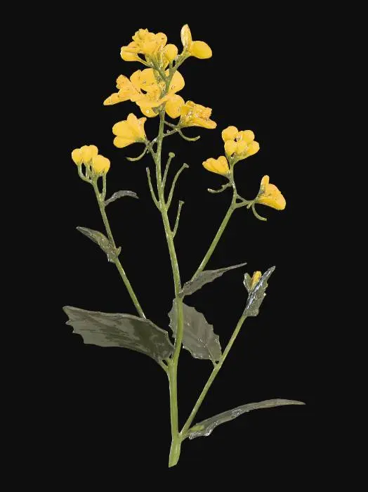 3D model for Charlock