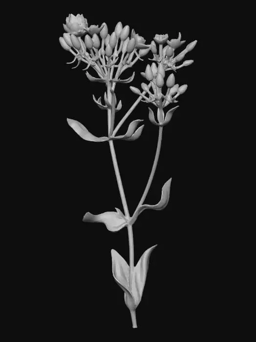 3D model for Centaury