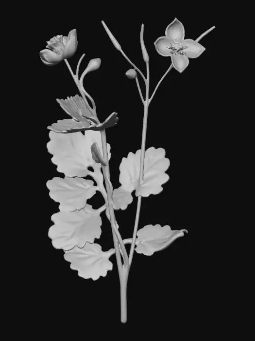 3D model for Celandine