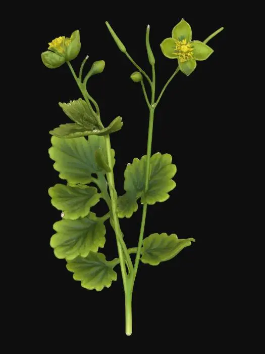 3D model for Celandine