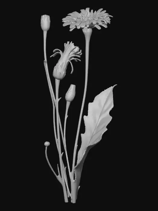 3D model for Cat's-Ear