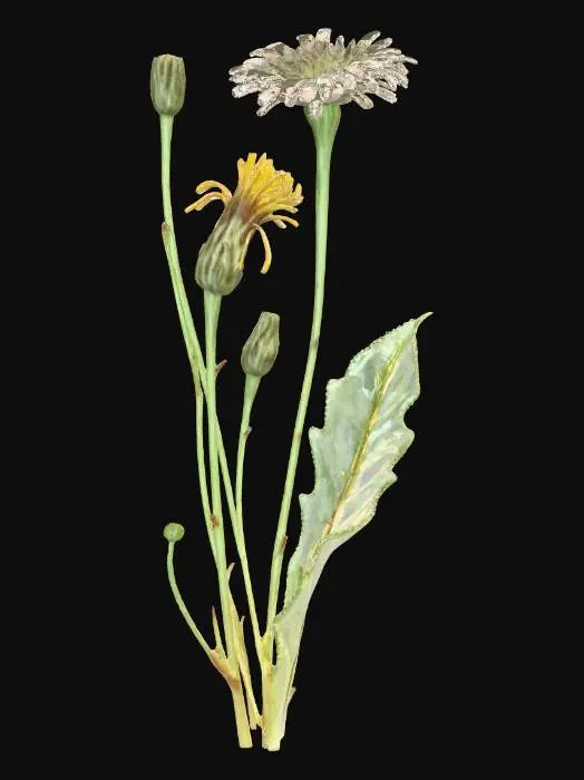 3D model for Cat's-Ear