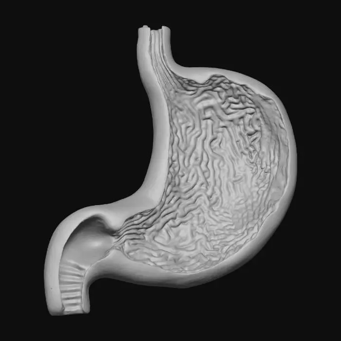 3D model for Stomach Anatomy Illustration