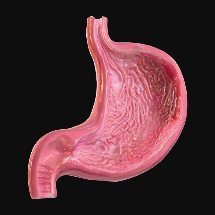 3D model for Stomach Anatomy Illustration