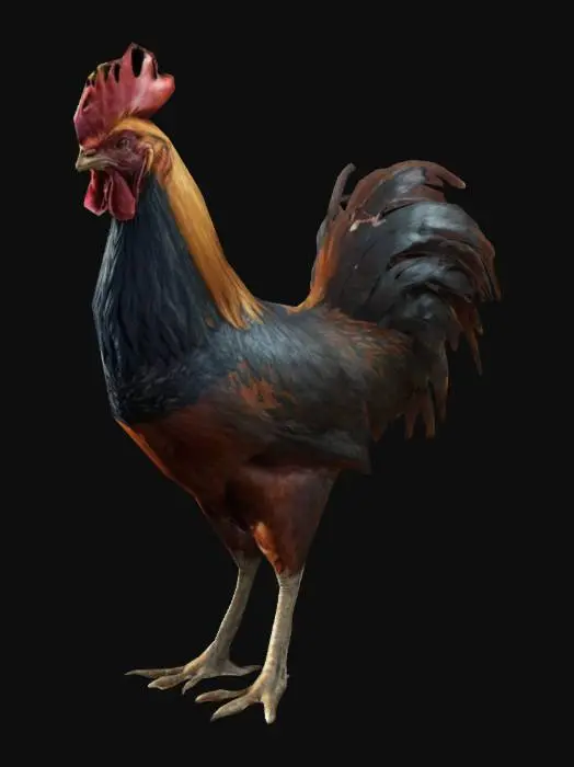 3D model for Rooster
, Game Assets, Game of Thrones