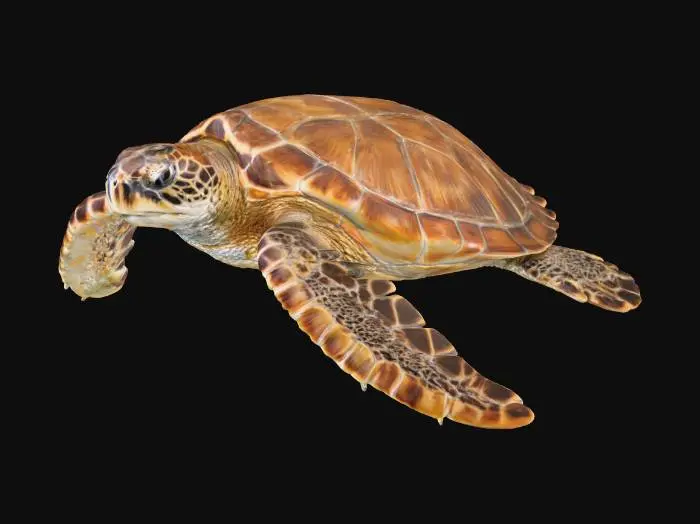 3D model for Sea Glide