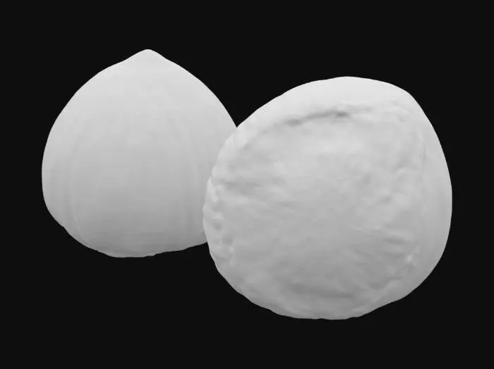 3D model for Hazelnut