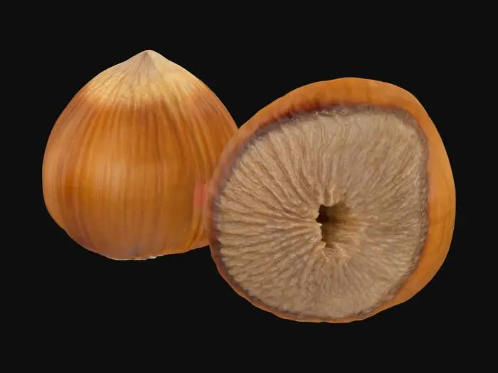 3D model for Hazelnut