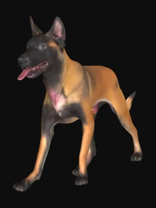 3D model for Majestic Belgian Malinois