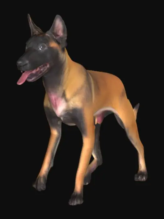 3D model for Majestic Belgian Malinois