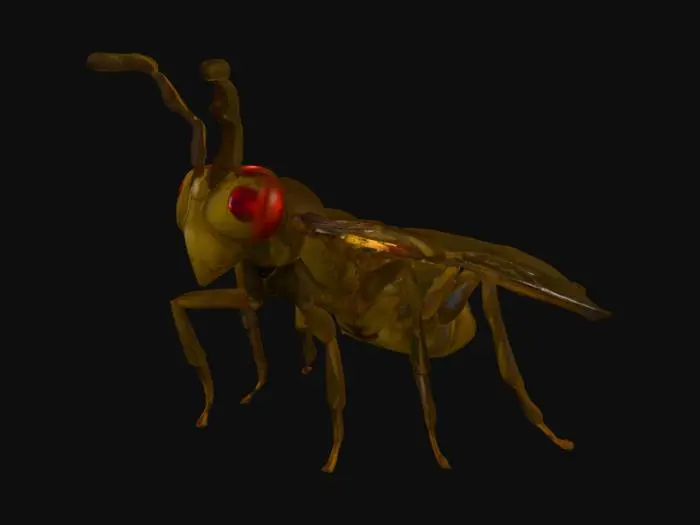 3D model for Wasp Illustration